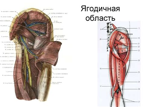 Топографическая анатомия нижней конечности - презентация онлайн