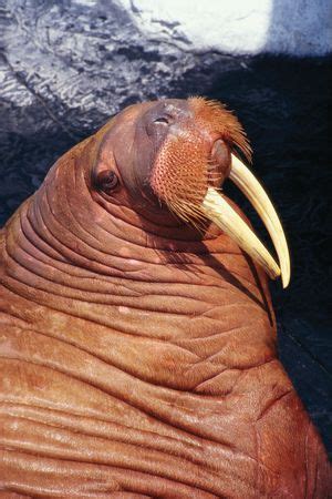Odobenidae | mammal family | Britannica