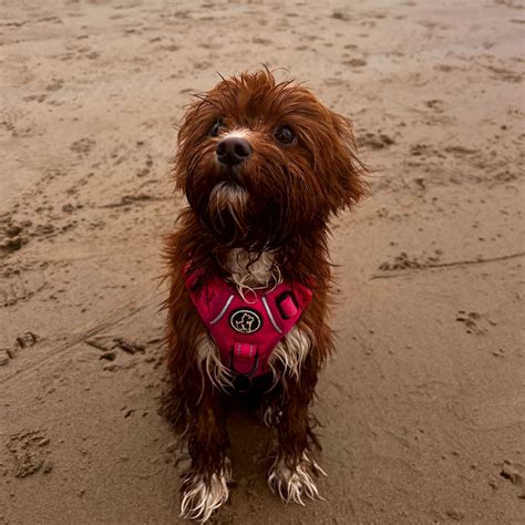 Barkridges® | Dog Harness for Cavapoo