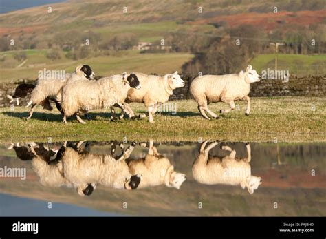 Border collie rounding up sheep following Storm Eva, near Hawes ...