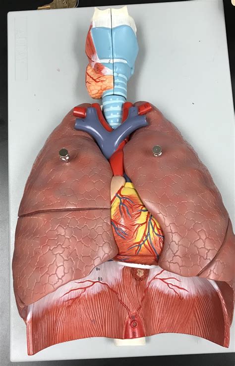 A&P 2 Lab: Respiratory Model for Respiratory System Diagram | Quizlet