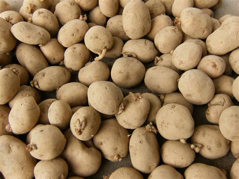 YUKON GOLD Seed Potatoes (Certified) - Non-GMO Potato Plant, Tuber Spud ...