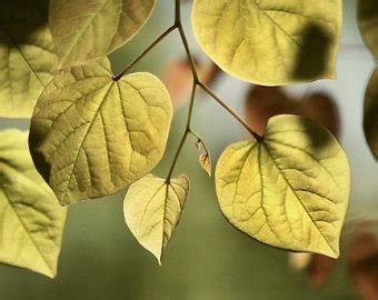 la mot qua tang dong ten dong chua giesu