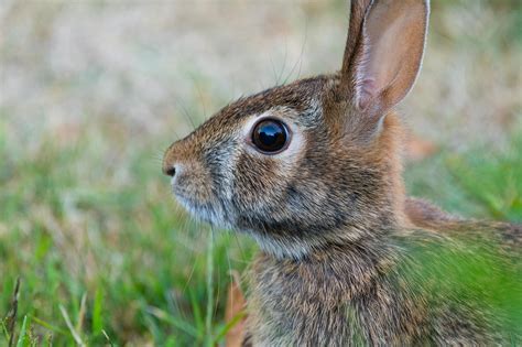 Bunny+Xo+Bikini Photos, Download The BEST Free Bunny+Xo+Bikini Stock