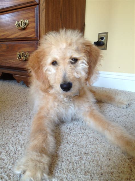 F1B Goldendoodle Dog Resting by Dresser and Chest