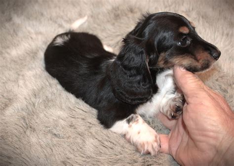 Long-Haired Silver Dapple Dachshund | Select Dachshunds