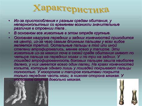 Парнокопытные и непарнокопытные животные - презентация онлайн