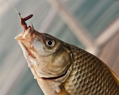 Ловля карася - читайте на Сatcher.fish