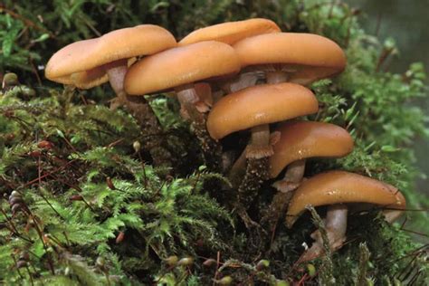 Fungi Identification – Field Studies Council 
