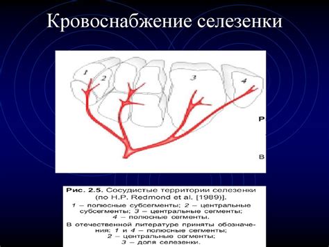 Топографическая анатомия и оперативная хирургия селезёнки ...
