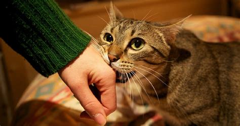 Decoding Feline Trust: 7 Ways Your Cat Says I Love You - Hunter Games Magazine