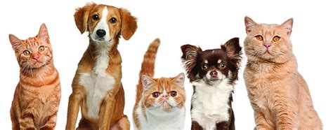 animal control city  tacoma