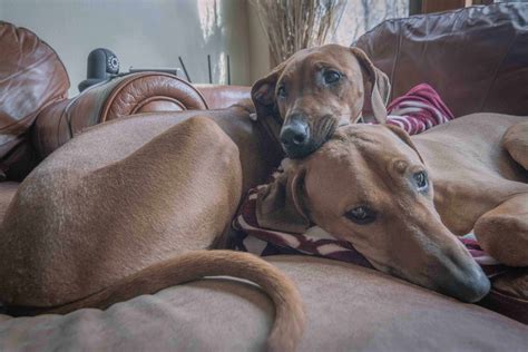 dogs show affection marking  territory