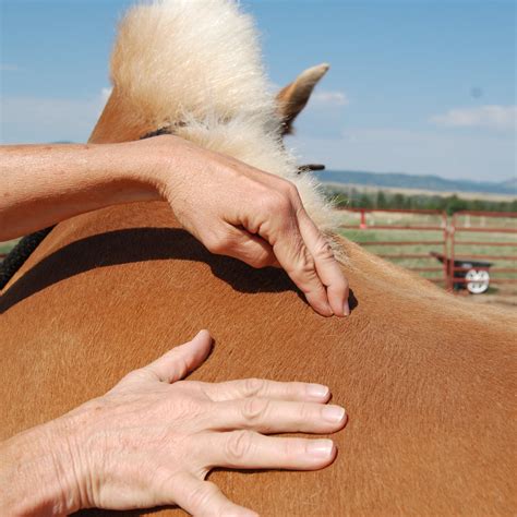 Equine acupressure training book | Horse acupressure guide
