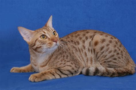 ocicat | ocicat cat | ocicat kitten | ocicat cat pictures | ocicat