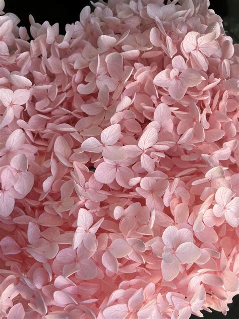 Dried Hydrangea Flowers (Pastel Pink) - Colorz LK | The Decor Store