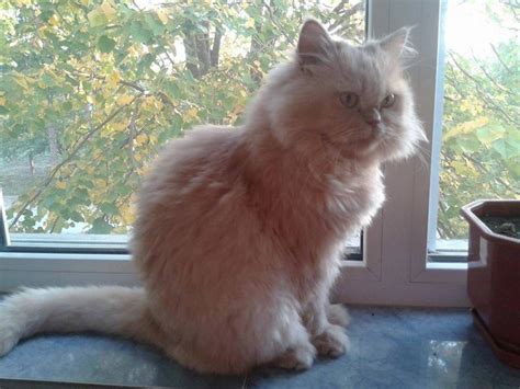 Подарявам Котки - Персийска - Варна - Цена Безплатно - Подарявам коте ...