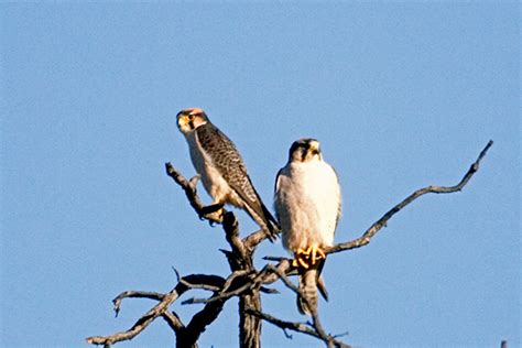 Lanner Falcon 001 – Friends of Hwange Trust