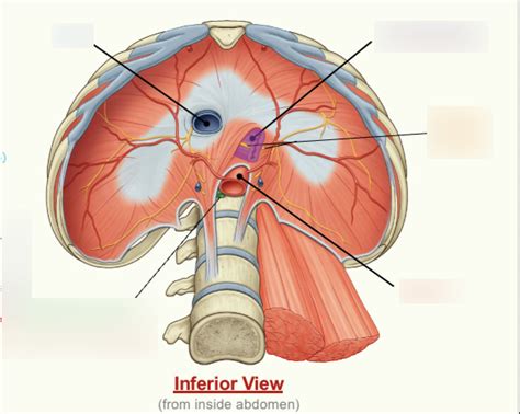 passage   diaphragm diagram quizlet