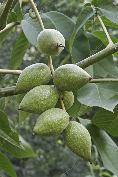 Manchurian walnut (Juglans mandshurica) - Stock Image - C009/1378 ...