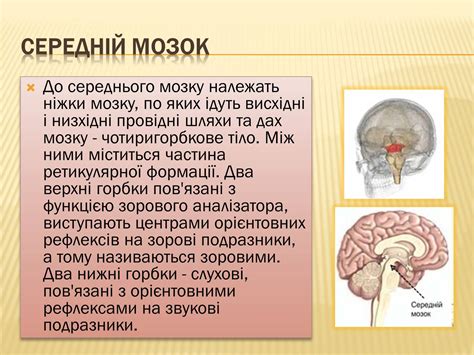 Презентація на тему Головний мозок (варіант 1) — презентації з біології ...