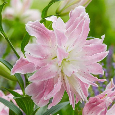Lotus Elegance Lily | Premium Dutch Flower Bulbs