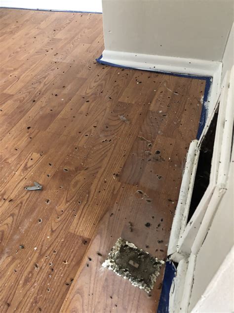 Does Heat Kill Roaches? - Rove Pest Control