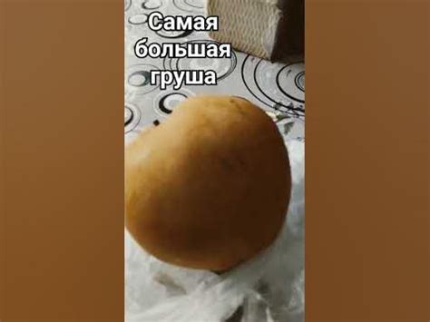 самая большая груша - YouTube