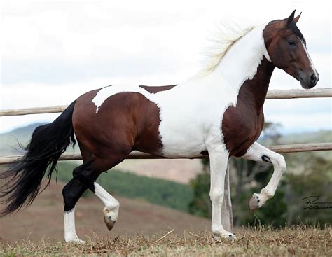 Cavalo De Troia