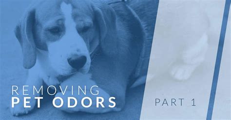 how to remove odors from dog bed