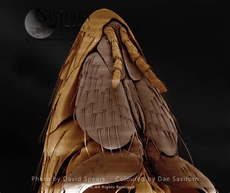SEM: Oriental Rat Flea, Xenopsylla cheopis; Magnification x 315 at A4 ...