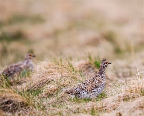 Sharp-tailed Grouse Hunting Articles, How-to, Habitat, Gear