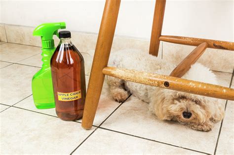 Dog Ear Yeast Infection Home Remedy Vinegar - Homemade Ftempo