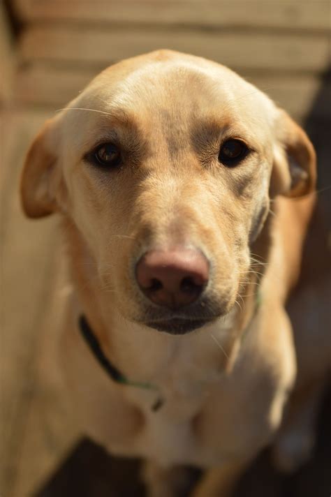 Labrador Retriever | Dog Breeds
