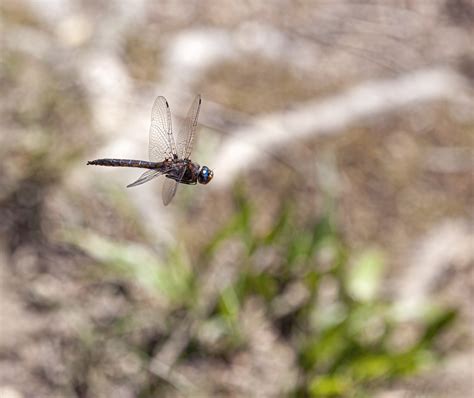 Flying Common Baskettail dragonflies | Mike Powell