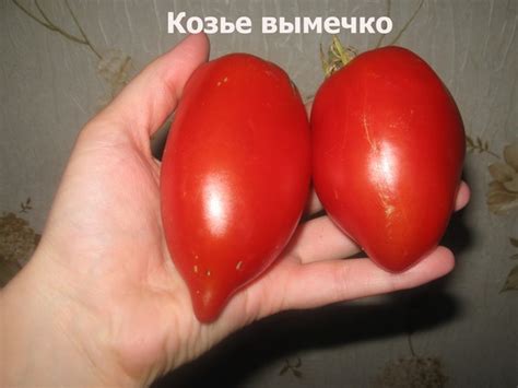 Томат Козье вымечко: характеристика и описание, отзывы, фото ...