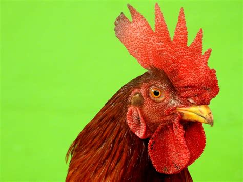 animal pet chicken  photo  pixabay pixabay