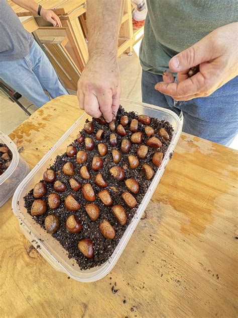 White Oak Orchard LLC | Trenton SC