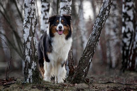 Aussi im Birkenwald Foto & Bild | tiere, haustiere, hunde Bilder auf ...
