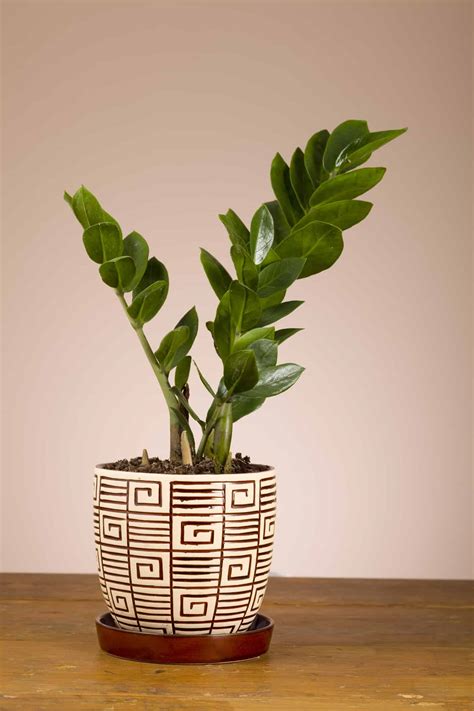 Types Of Indoor Houseplants at Evelyn Mary blog