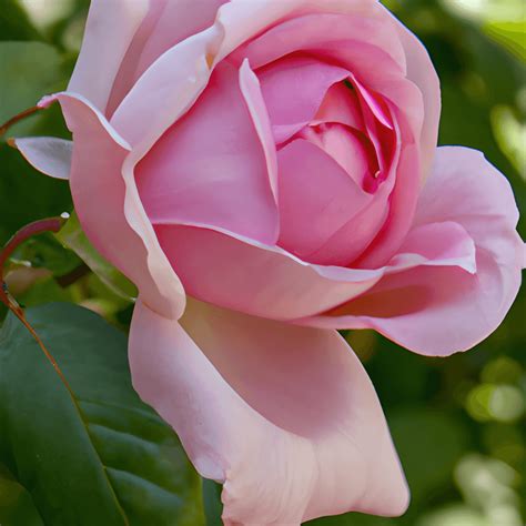 Flor Grande Com Muitas Pétalas - Foto realista de uma flor de pétalas grandes florescendo · Creative Fabrica
