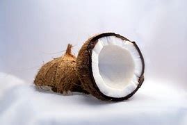 coconut tree  photo  pixabay