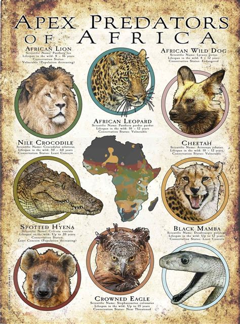 apex predators  africa poster print