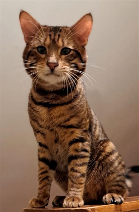 This is Reco (recount) and he is king of his castle. Reco is a toyger