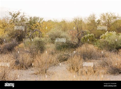 desert landscape  dry shrubs grasses  scattered vegetation