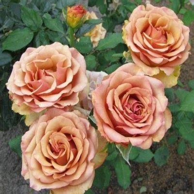 Роза Марракеш: отзывы, описание сорта, фото, видео, отзывы ...