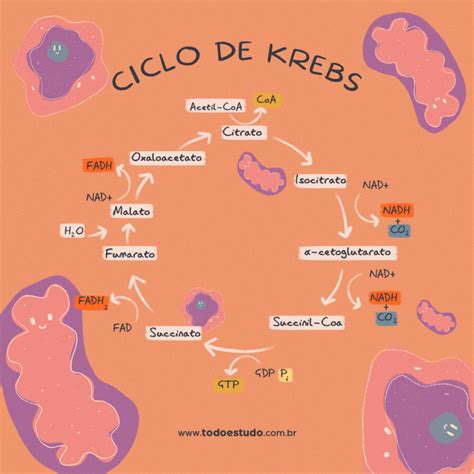 Mapa Mental Del Ciclo De Krebs