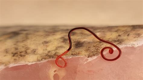 red worm  trout fish parasite initially discovered  nsw