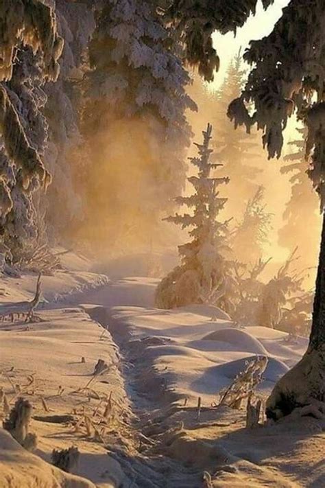 Зимний лес. | Winter landscape, Winter photography, Landscape photography