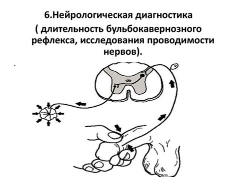 Эректильная дисфункция - презентация онлайн